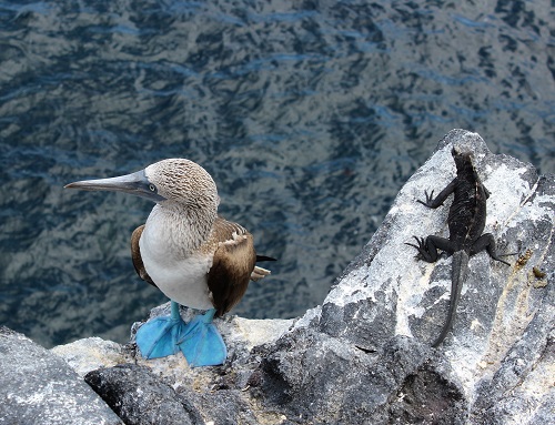 Iconic Galápagos Blue-footed boobies' survival threatened - Warner College  of Natural Resources