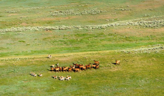 Deer herd on a field