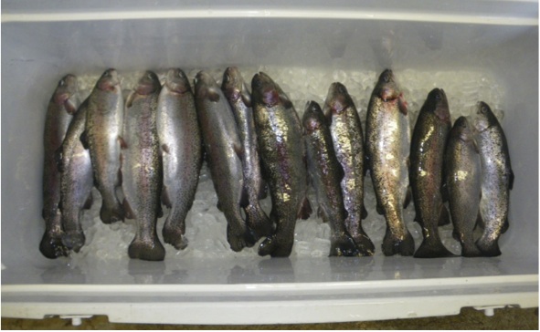 Fish samples in cooler
