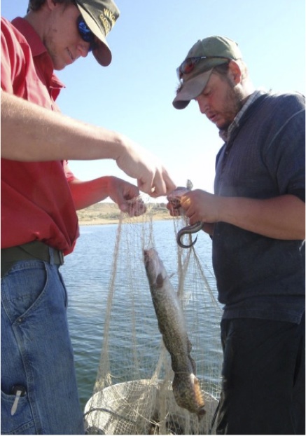 researchers handling fish in field