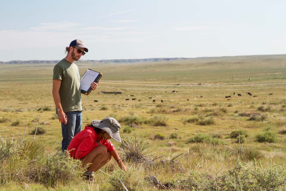 students working on a rangeland