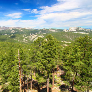 Tree covered mountains