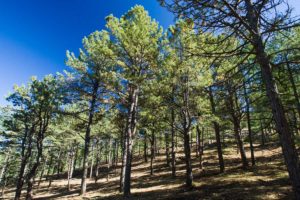 ponderosa pine forest