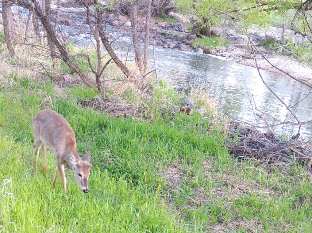 Deer walking near river