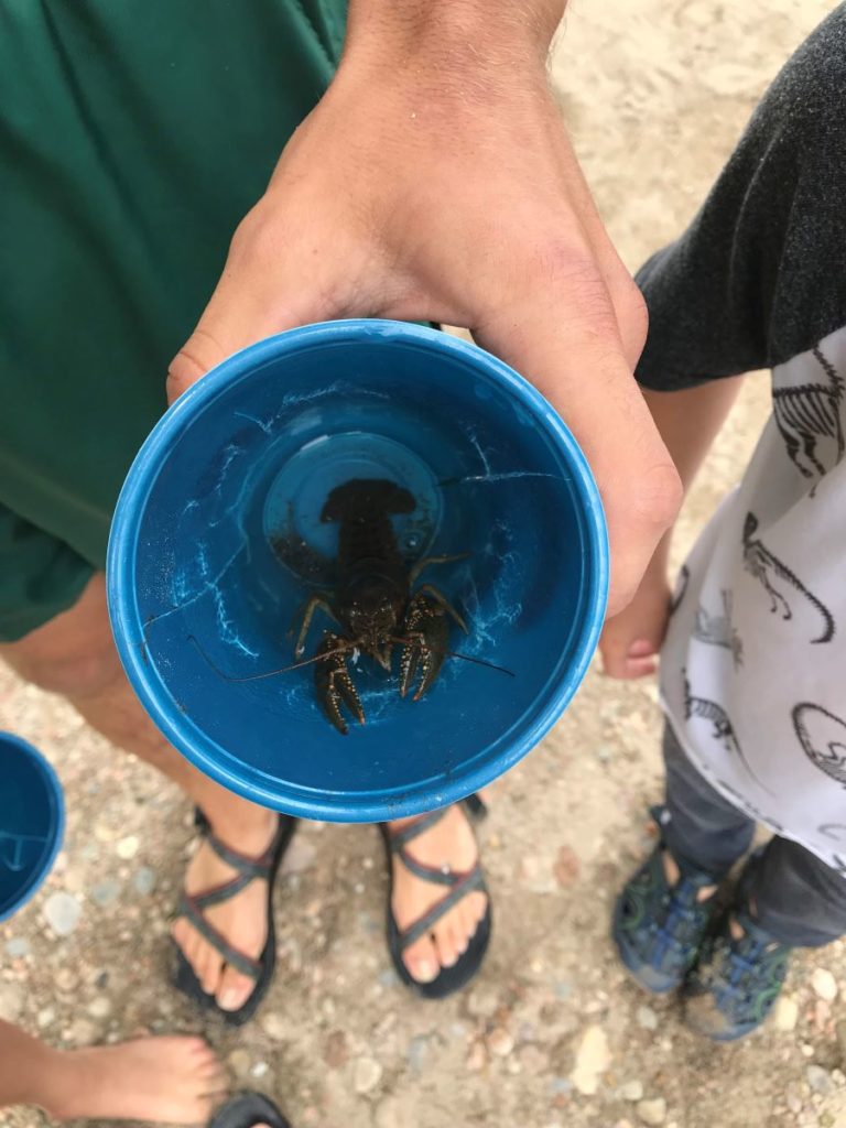 A crawdad caught from the river