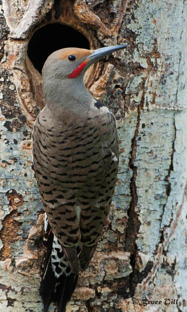 Northern Flicker; Photo courtesy of Bruce Gill