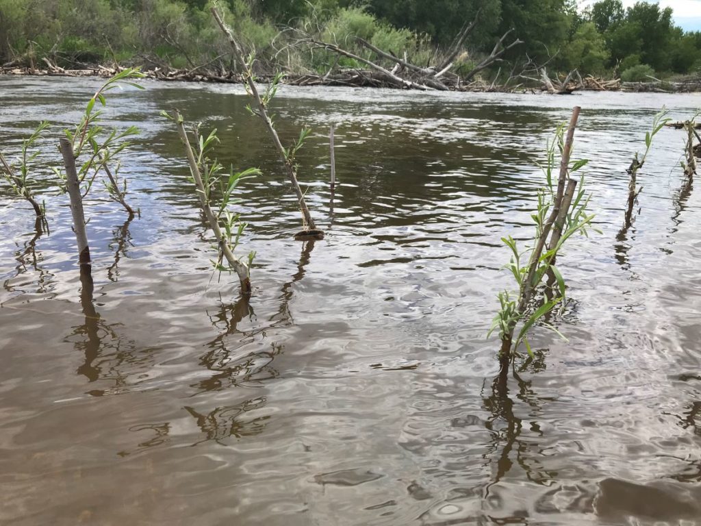 Willow stakes planted along river bank