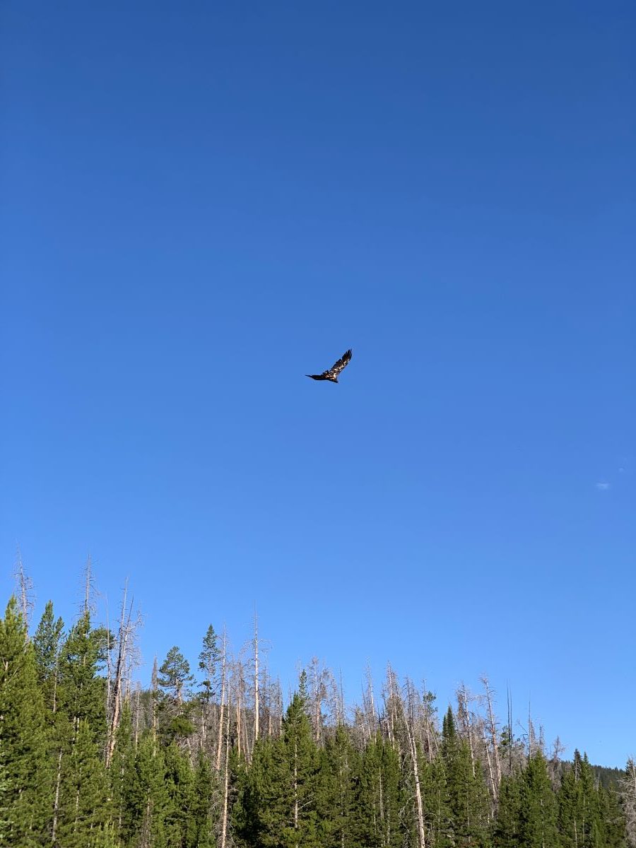 A golden eagle soars above pine trees