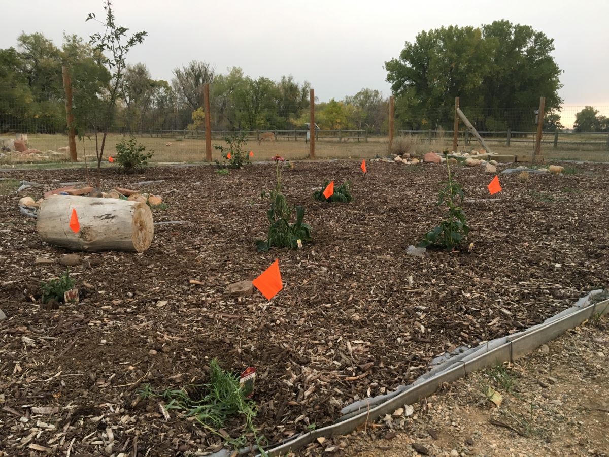 Newly planted perennials in a garden bed marked by orange flags.