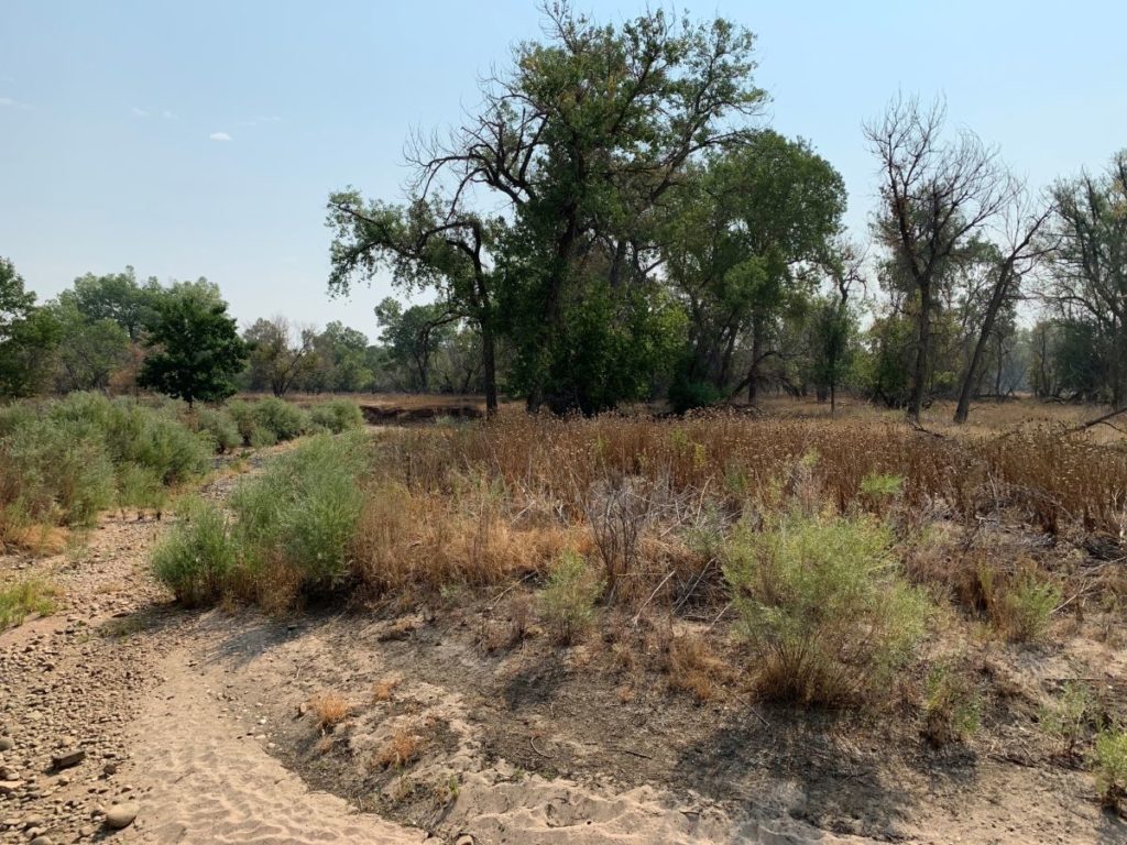 Landscape view looking out over a dry river bed, willows in the foreground and cottonwood trees in the background