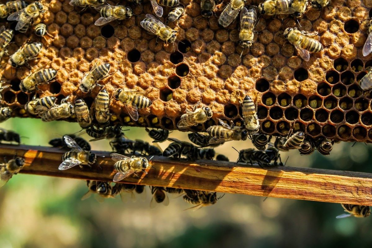 Dozens of honey bees cluster on a honeycomb