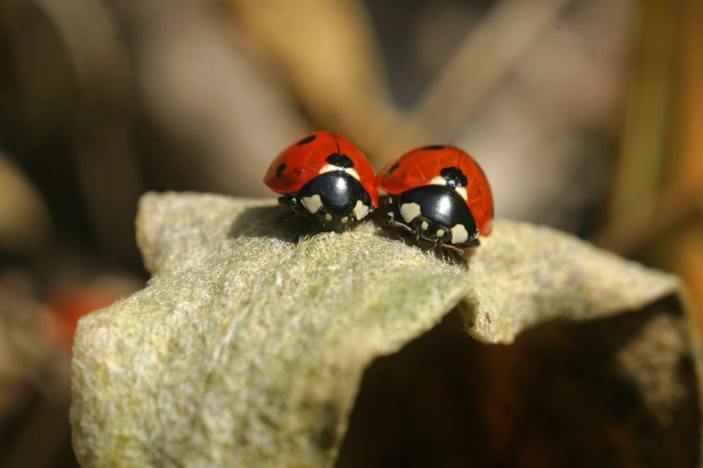 Two ladybird beetles sit on a leaf