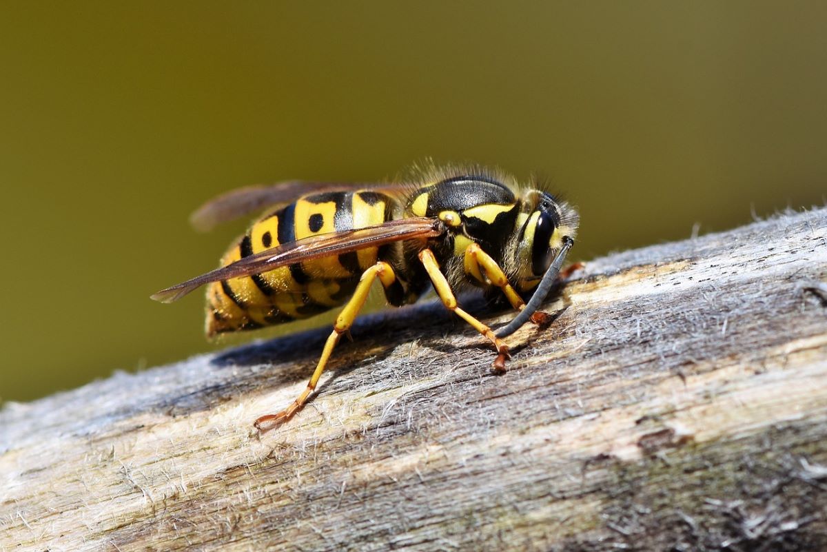 Wasp sits on wooden pole