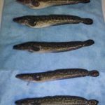 A series of burbot showing differences in size and condition related to levels of unionized ammonia exposure. Photo by Ben Vaage.