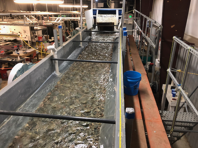 FPEL rock ramp fishway under power with cobbles added to test the effects of substrate roughness of fish passage success.