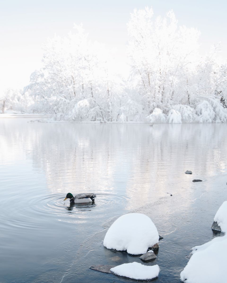 A duck swims in the water in the winter