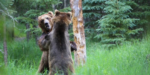 Bears fighting at Katmai National Park