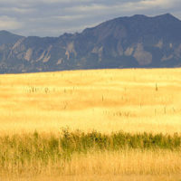Wheat Field in Northern Colorado