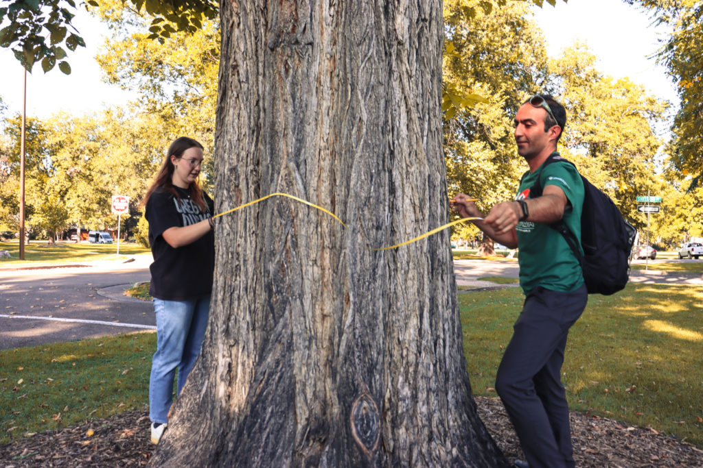 Two students measure a large tree by wrapping a measuring tape around the trunk.