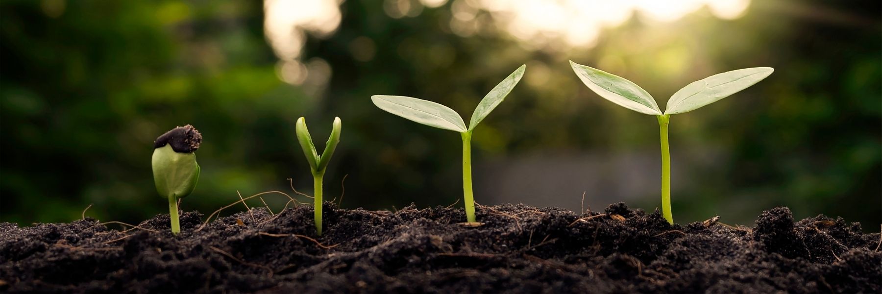 Plants emerging from the soil.