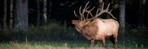An elk stands in a field with trees in the background.